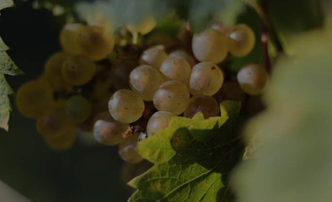 Qualità prima di tutto - vino perini