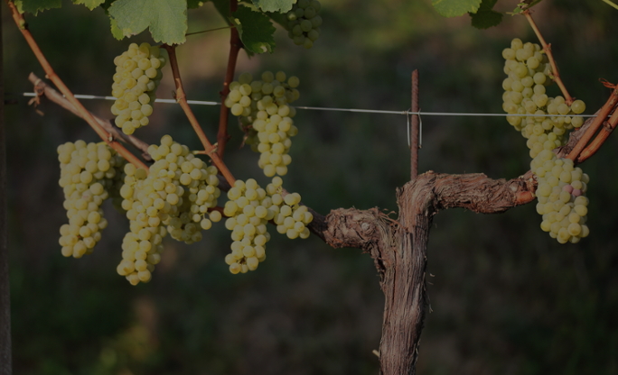 Targeted grape selection - Perini Wine